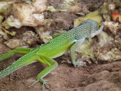 Anolis leachii