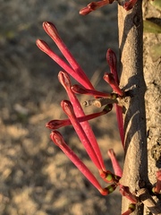 Tapinanthus rubromarginatus