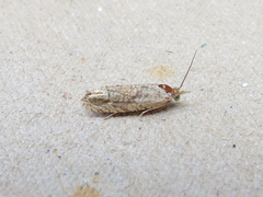 Eucosma ochrocephala