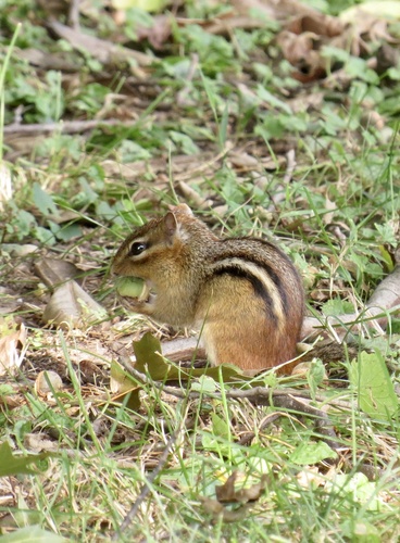 Eastern Chipmunk photographed in New Jersey
