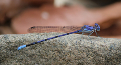 Argia munda