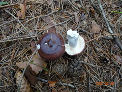 Russula caerulea