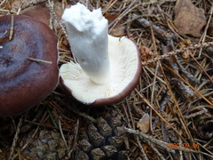 Russula caerulea