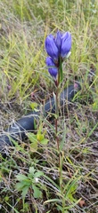 Gentiana triflora