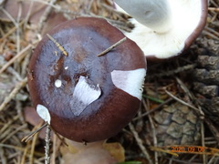 Russula caerulea