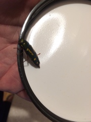 Buprestis rufipes