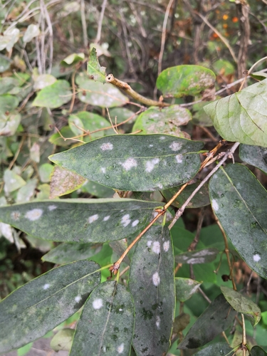 Erysiphe lonicerae