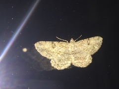 Peribatodes rhomboidaria