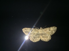 Peribatodes rhomboidaria