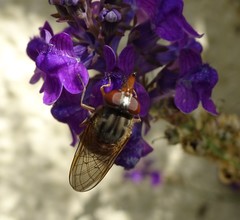 Rhingia campestris