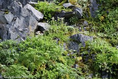 Fratercula corniculata