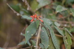 Cuphea appendiculata