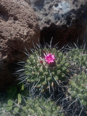 Mammillaria polythele