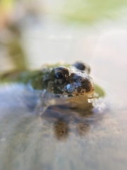 Fejervarya kawamurai