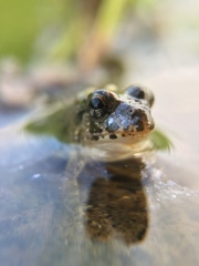 Fejervarya kawamurai