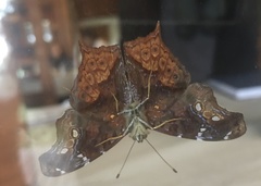 Hypanartia cinderella
