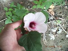 Hibiscus laevis
