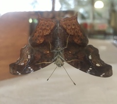 Hypanartia cinderella