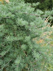 Lotus berthelotii