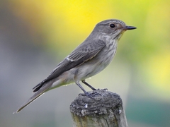 Muscicapa striata