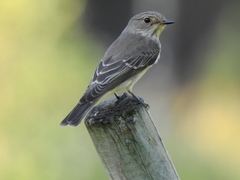 Muscicapa striata