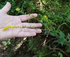 Solidago auriculata