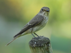Muscicapa striata