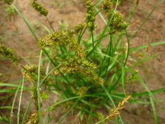Carex laevissima