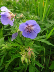 Geranium sergievskajae