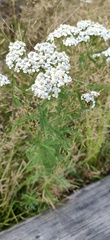 Achillea