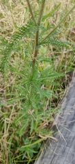 Achillea