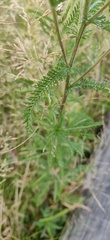 Achillea