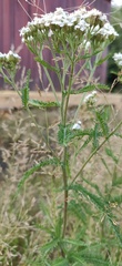 Achillea