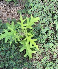 Magnoliopsida