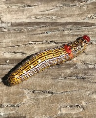 Oedemasia concinna