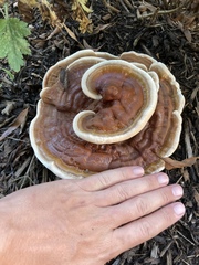 Ganoderma sessile