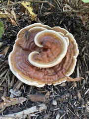 Ganoderma sessile