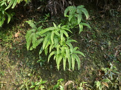 Dicranopteris pedata