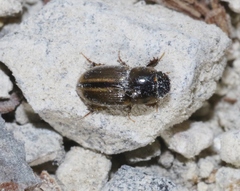 Aphodius