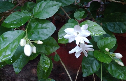 Jasminum sambac
