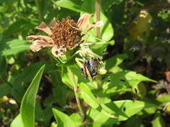 Stagmomantis limbata
