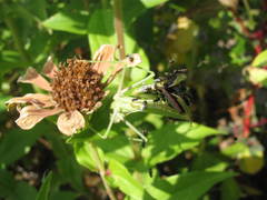 Stagmomantis limbata
