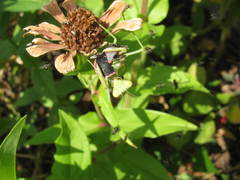Stagmomantis limbata