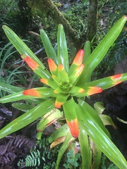 Guzmania gloriosa