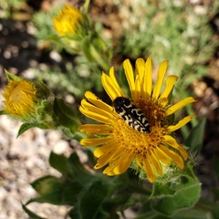 Acmaeodera decipiens