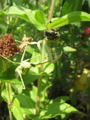 Stagmomantis limbata