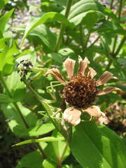 Stagmomantis limbata