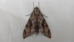 Psilogramma increta