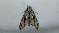 Psilogramma increta