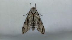 Psilogramma increta